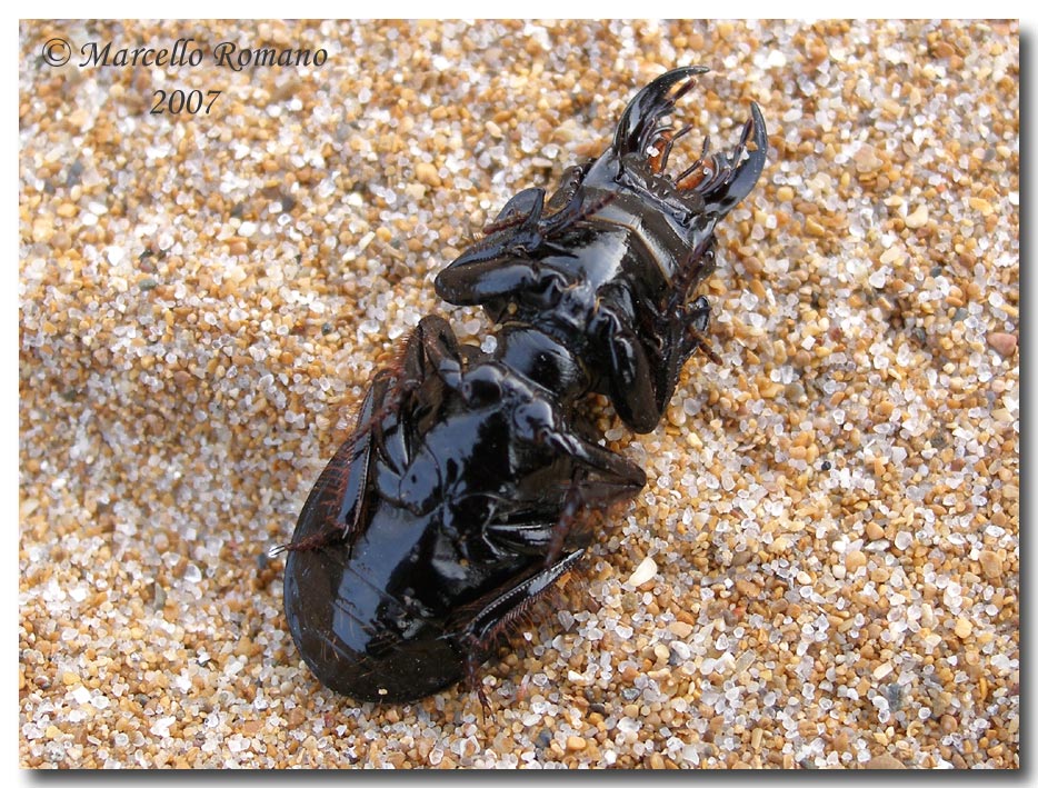 Incontri fra le dune: Scarites buparius (Carabidae)